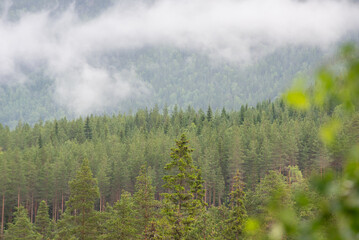 Endless forests in sunny day with perspective in color