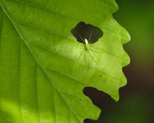 横顔に見える葉の上のエゾアシナガグモ / Tetragnatha yesoensis on a leaf that looks...