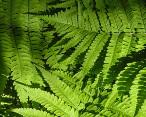 上から見たシダ植物 / Ferns seen from above