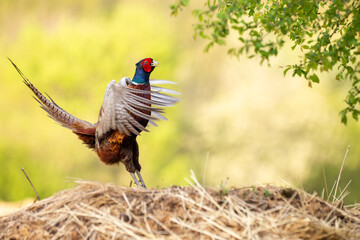 Dancing Pheasant with ringneck (Phasianus colchicus)