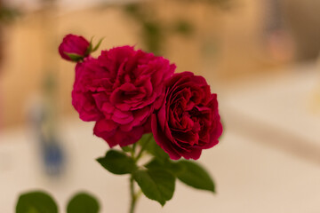 Greater Atlanta Rose Society rose show at the ATL Botanical Gardens