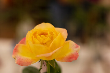 Greater Atlanta Rose Society rose show at the ATL Botanical Gardens