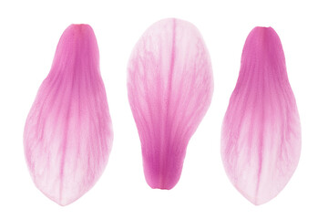 Pink magnolia flower petal isolated on white background with full depth of field. Top view. Flat lay