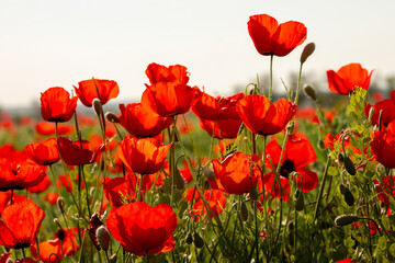 Field of poppies