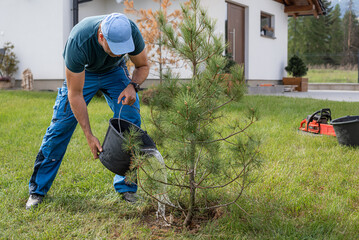 The gardener planting a small pine tree in the yard of the house. Pouring a bucket of water over a...