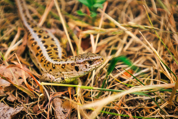 wall lizard