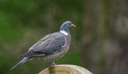 Taube auf Gartenzaun