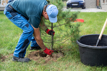 The gardener planting a small pine tree in the yard of the house. Placing the root ball in the...