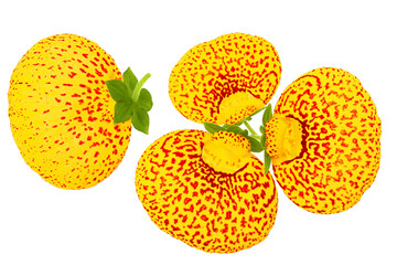 Calceolaria flower isolated on white background. Top view. Flat lay