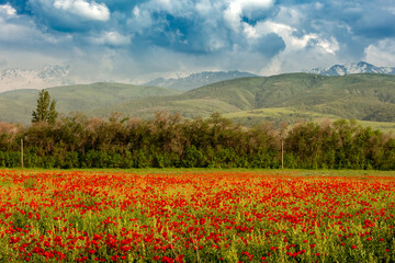 Landscape with  poppies