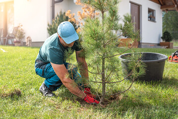 The gardener planting a small pine tree in the yard of the house. Covering the root ball with...