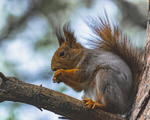 A forest squirrel sits in a tree and eats its A forest squirrel sits in a tree and eats its food