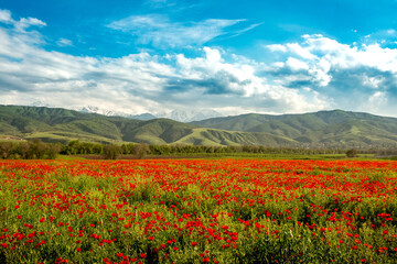 Field of poppies