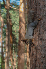 A forest squirrel runs and jumps through the trees in search of food