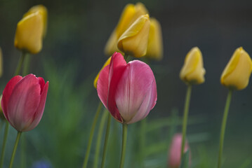 gelbe und rote Tulpen