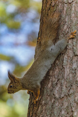 A forest squirrel runs and jumps through the trees in search of food