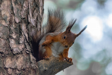 A tree squirrel sits in a tree and watches.