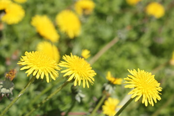 yellow dandelions on a green background, spring 2
