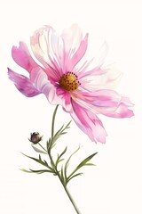 pink flower yellow center stem illustration thin strokes chamomile stunning drawing mobile poppy