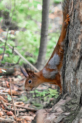 A forest squirrel runs and jumps through the trees in search of food