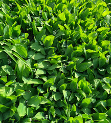 lilies of the valley in spring