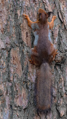 A forest squirrel runs and jumps through the trees in search of food