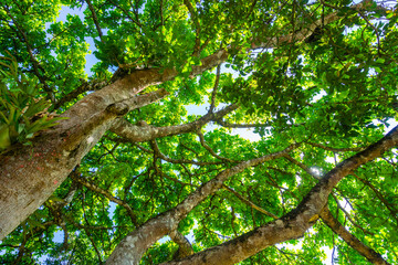 Fototapeta premium tree branches