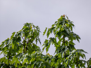 green leaves against blue sky