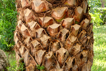 A fragment of a palm tree trunk with cut branches. Taking care of nature. © galina