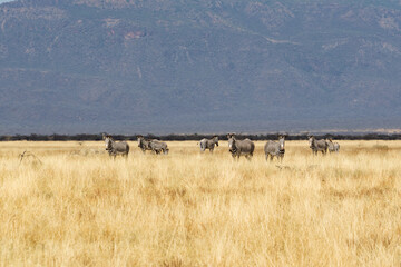 Ethiopia, a herd of zebras grazes in the  National Park of  Yabello.