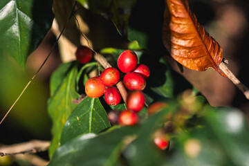 Detailed closeup of vibrant coffee berries flourishing in a lush garden setting.