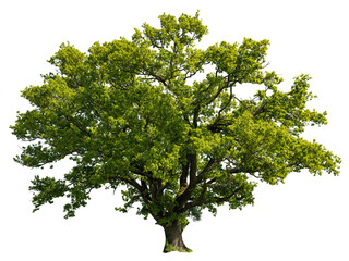 Oak in summer
