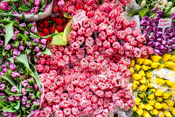 flower market tulips flowers colorful