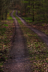 Fototapeta premium path in the woods