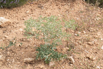 Eryngium campestre, known as field eryngo,Watling Street thistle, is a species of Eryngium, which is used medicinally.