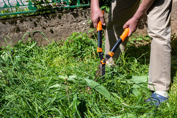 Handle large grass shears. Trimming grass lawn with garden shears. Old male hands cut grass with...