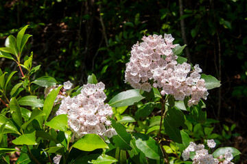 Mountain Laurel in bloom