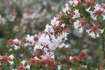 Blossom of Linnaea × grandiflora, synonym Abelia × grandiflora, flowering plant in the honeysuckle family Caprifoliaceae