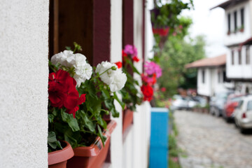 Fototapeta premium flowers in pots on the street