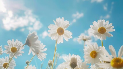 Camomile on blue sky background, white summer flowers