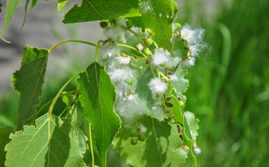 branch of a blooming poplar in the sunlight close-up. white poplar fluff.