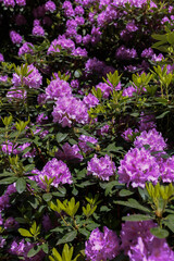 Fototapeta premium Rododendron