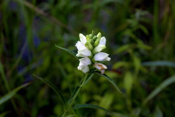 The white turtlehead (Chelone glabra)  The white turtlehead , species of plant native to North America, is a popular browse plant for deer.