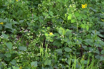 flowers in the garden