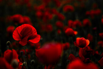 red poppies in the wind