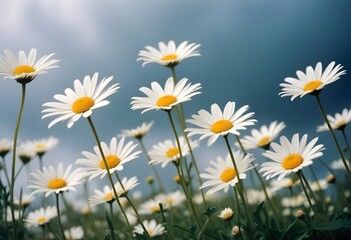 Fototapeta premium Daisies flower closeup Realistic Light with summer season flower concept
