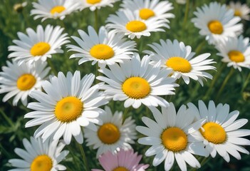 Fototapeta premium Daisies flower closeup Realistic Light with summer season flower concept