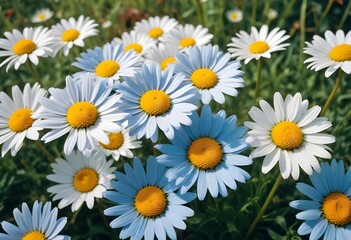 Obraz premium Daisies flower closeup Realistic Light with summer season flower concept