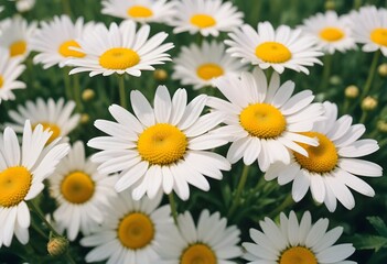 Fototapeta premium Daisies flower closeup Realistic Light with summer season flower concept