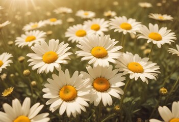Fototapeta premium Daisies flower closeup Realistic Light with summer season flower concept